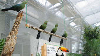 bird